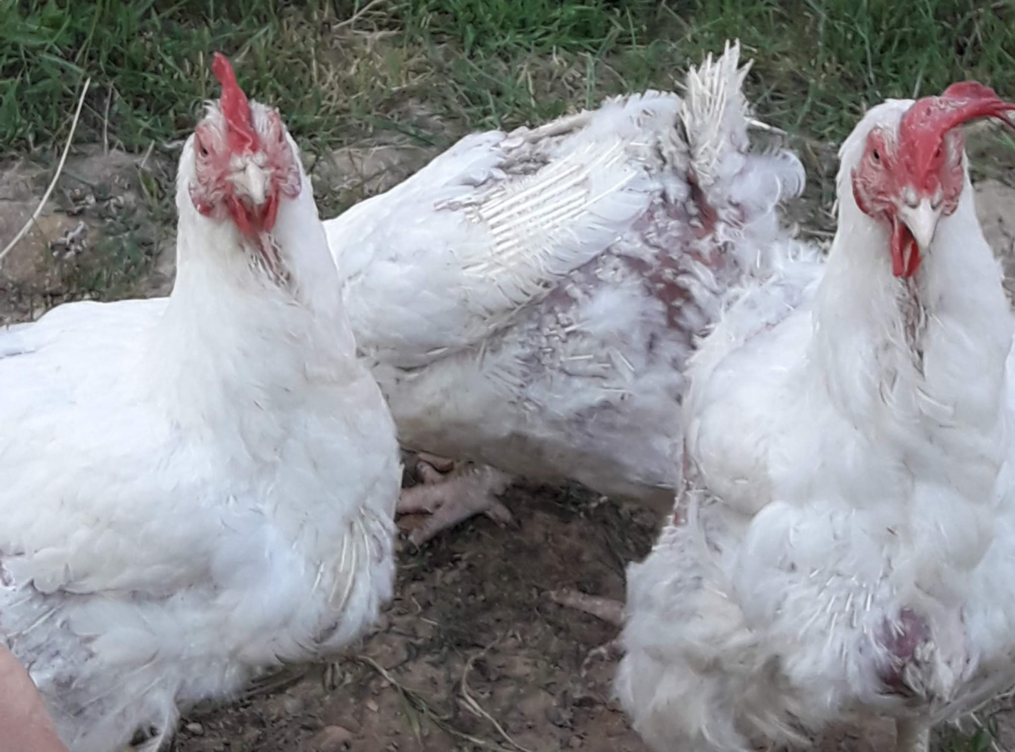 Hühner © Werte Kuh & Wertes Huhn