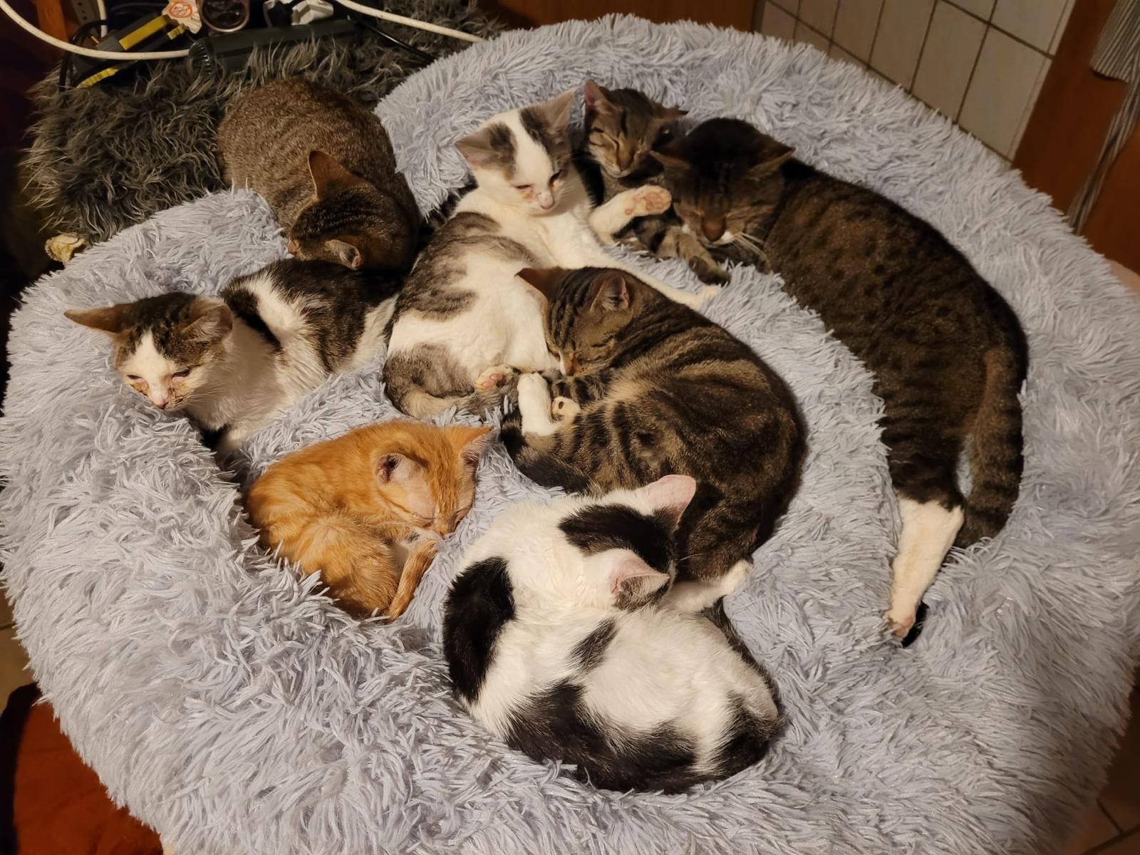Katzen © Werte Kuh & Wertes Huhn