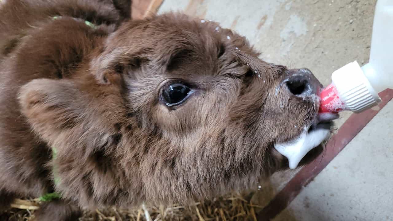 Kalb © Werte Kuh & Wertes Huhn