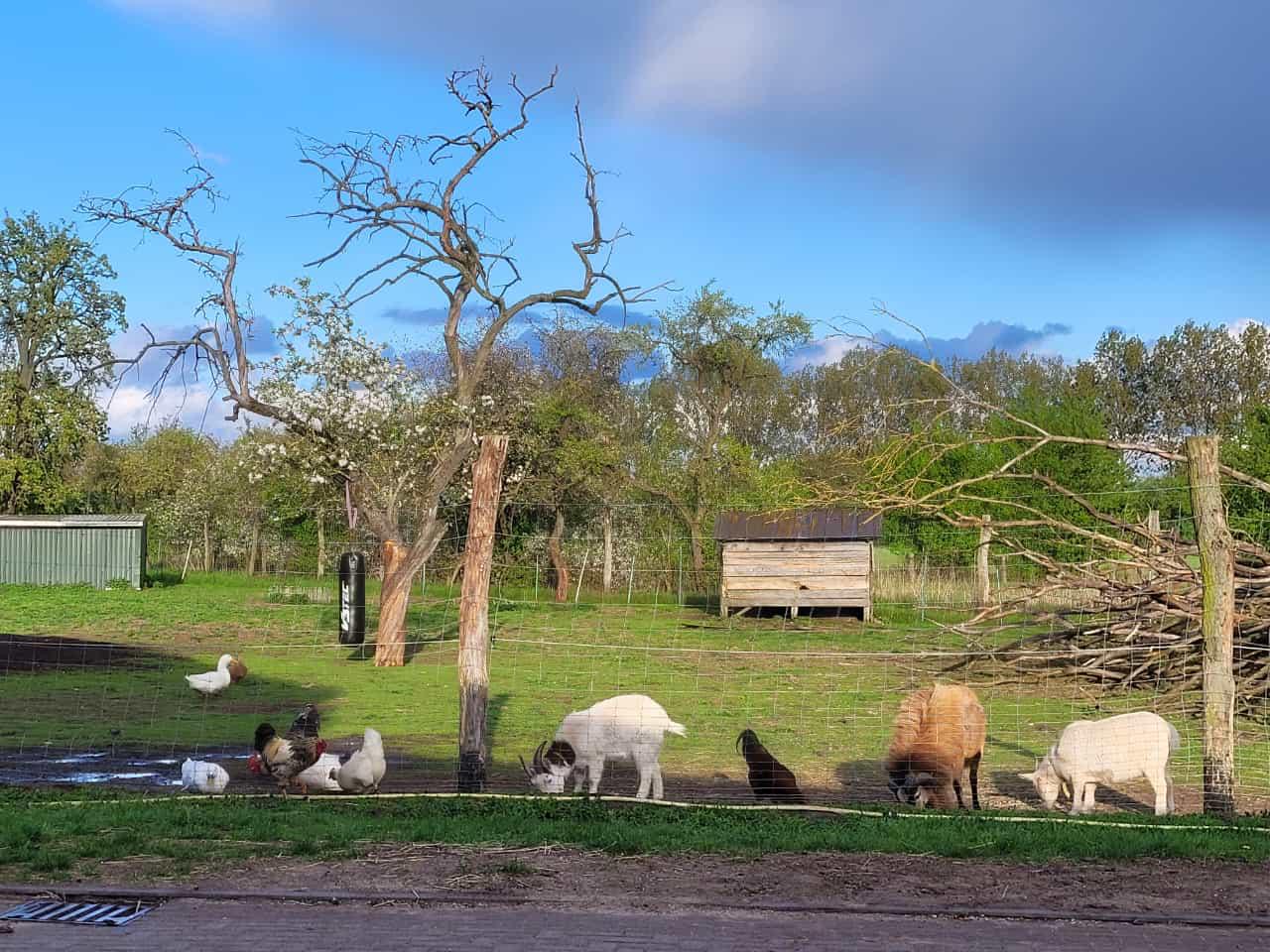 Viele Tiere wohnen friedlich zusammen