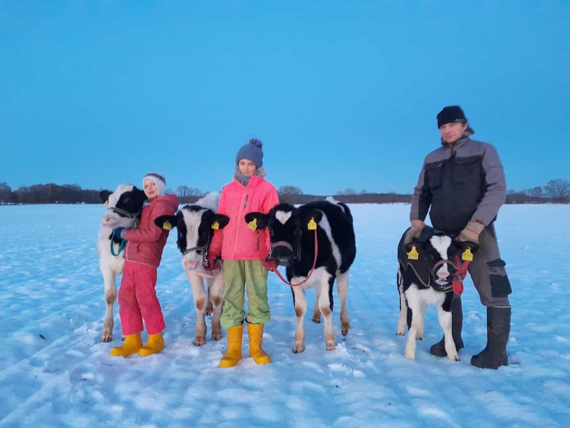 Familie mit Kühen im Schnee © Werte Kuh & Wertes Huhn